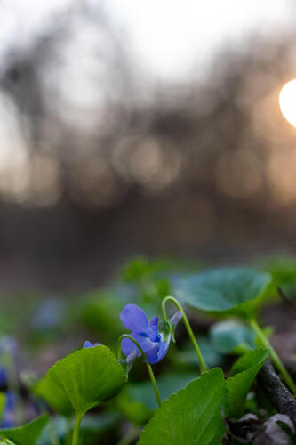 Spring flowers 2